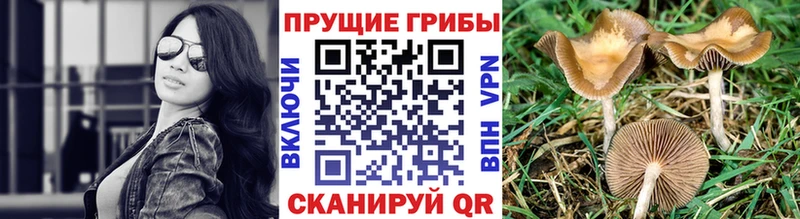 Купить  Дубна  Галлюциногенные грибы GOLDEN TEACHER 